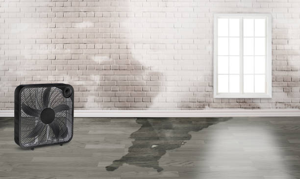 Best Flood restoration services  in Greenville, MS