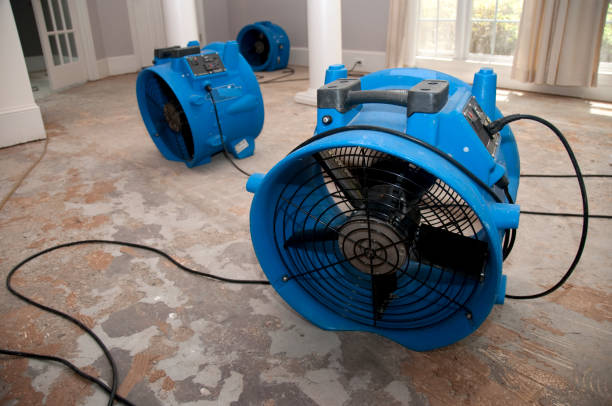 Best Carpet water damage restoration  in Greenville, MS